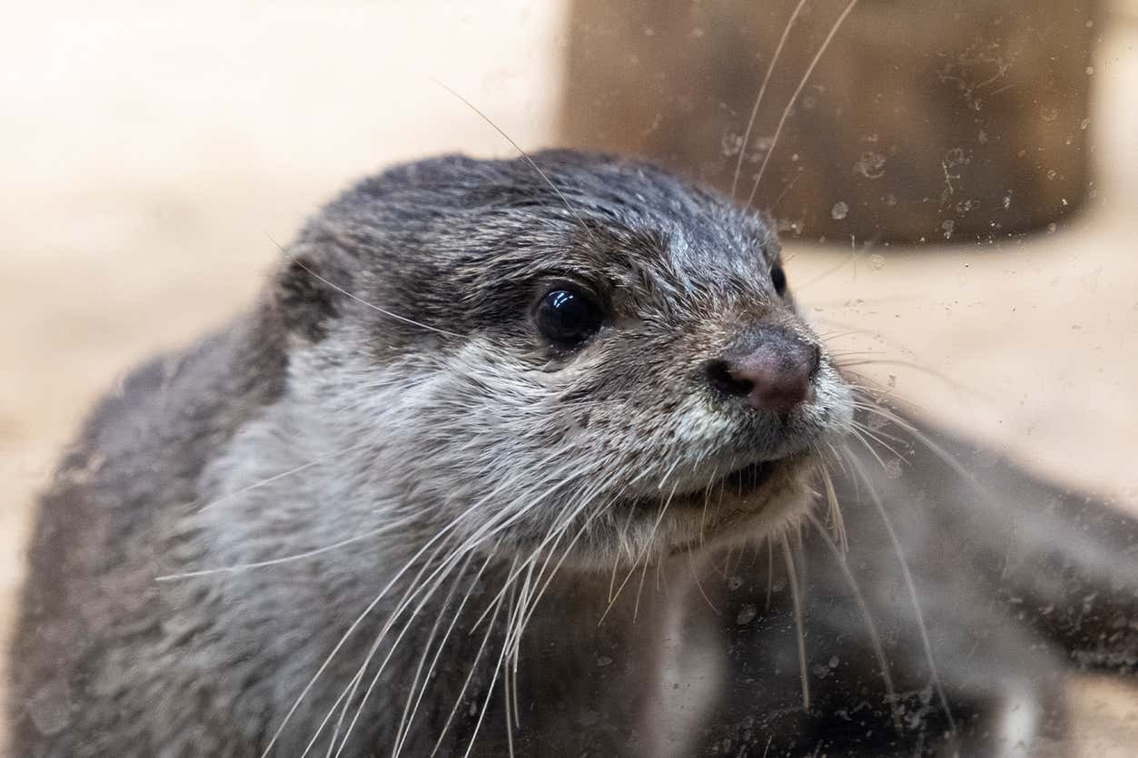 Entrada al acuario Emaar 1 Entrada al acuario Emaar